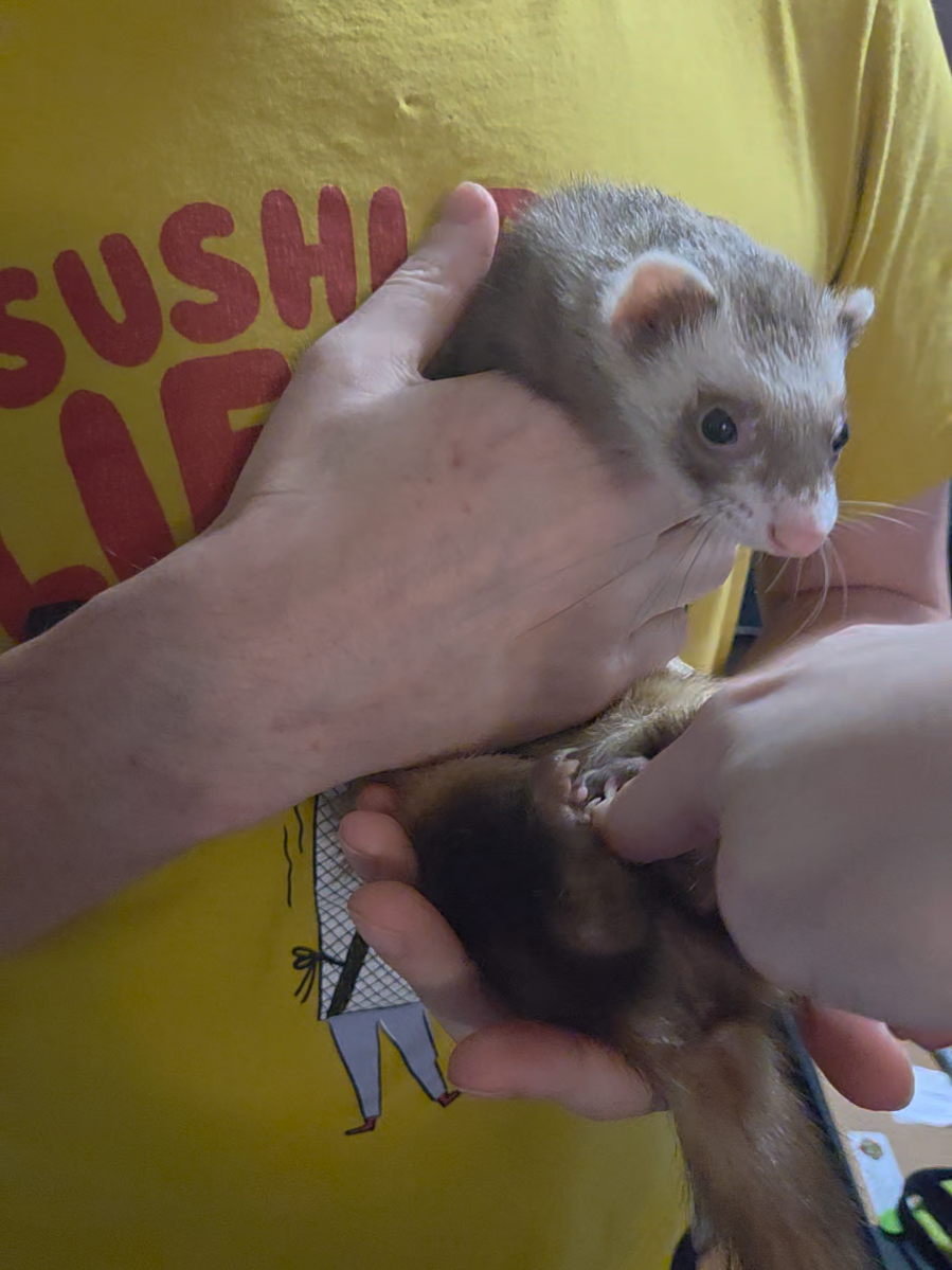 @FuffyFerrets