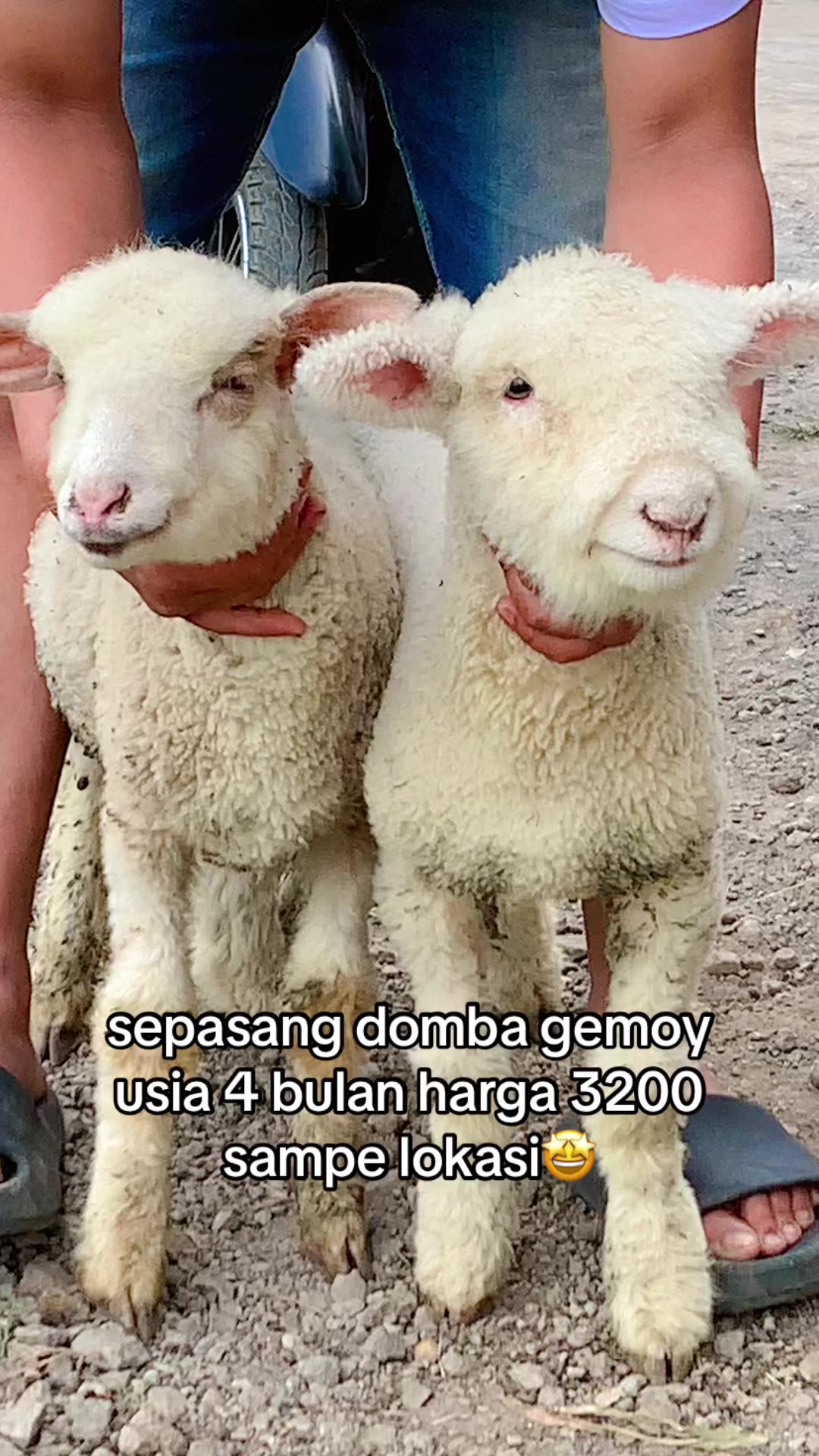 @RAMBOEN FARM TMG