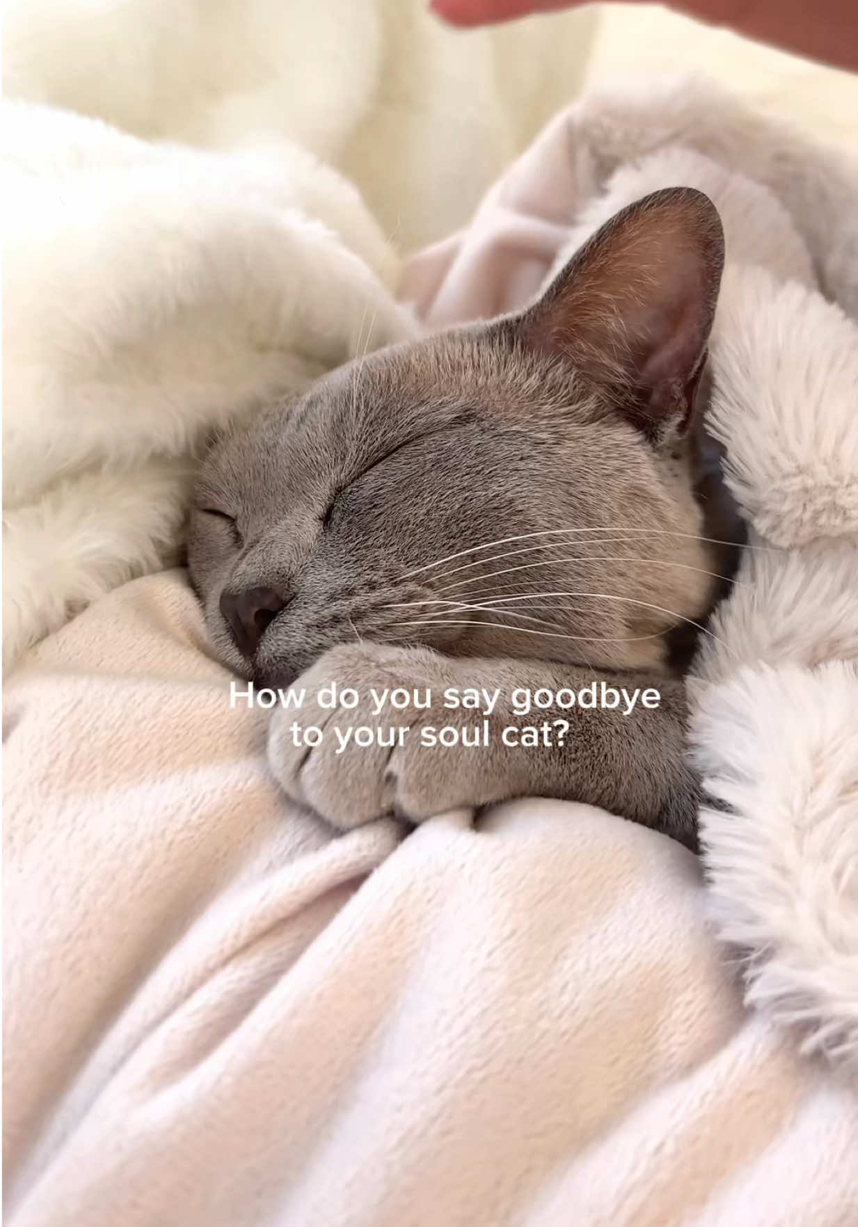 @Alice Burgess