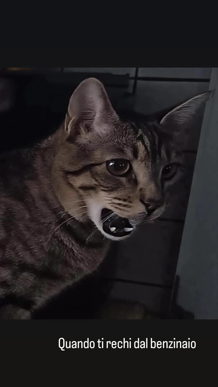 @Gaston & Margot 🐈♥️🐱