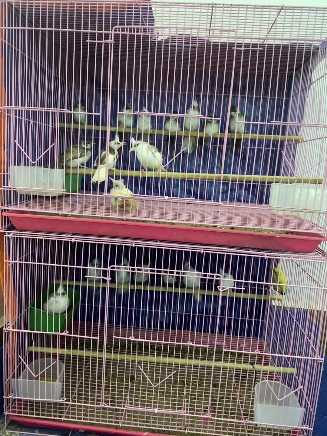 @Hoa lan Phạm Ánh