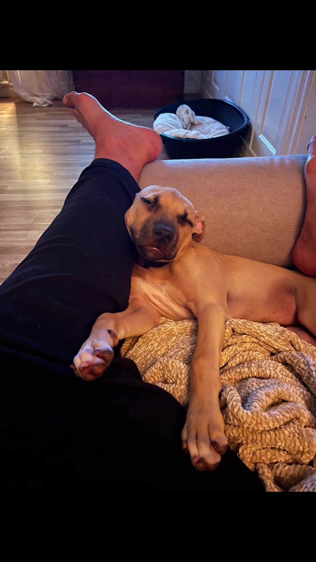 @SDS (soul dog Sweden) 🇸🇪