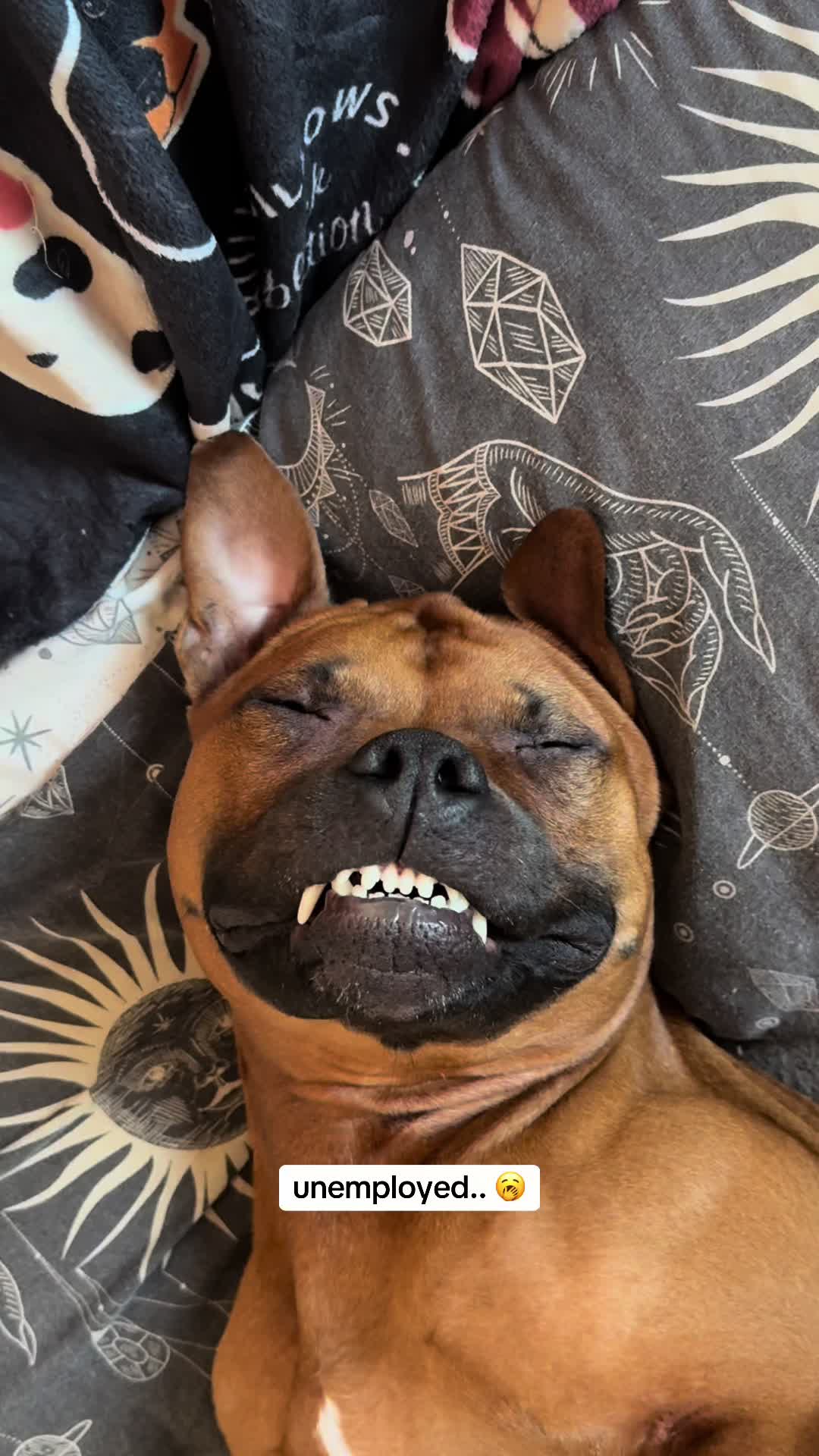 @GusTheLandSeal