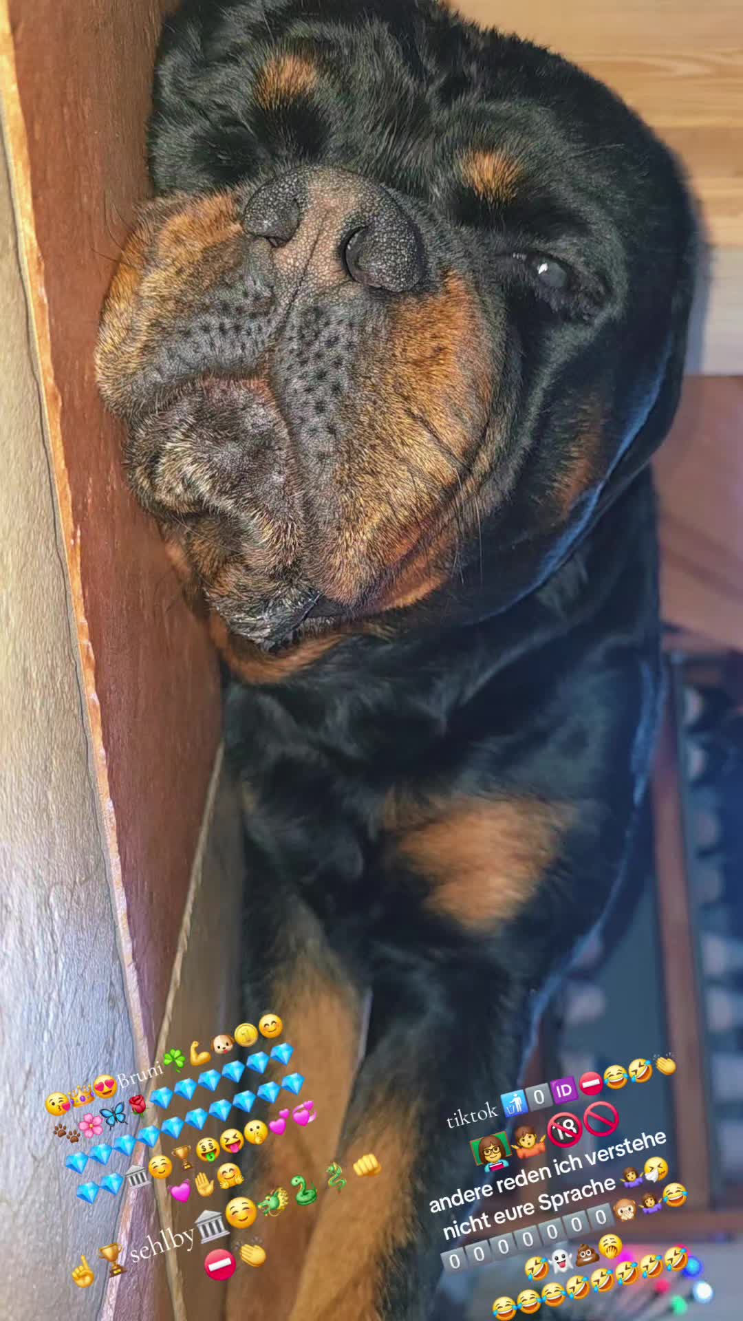 @Rottweiler Bruno
