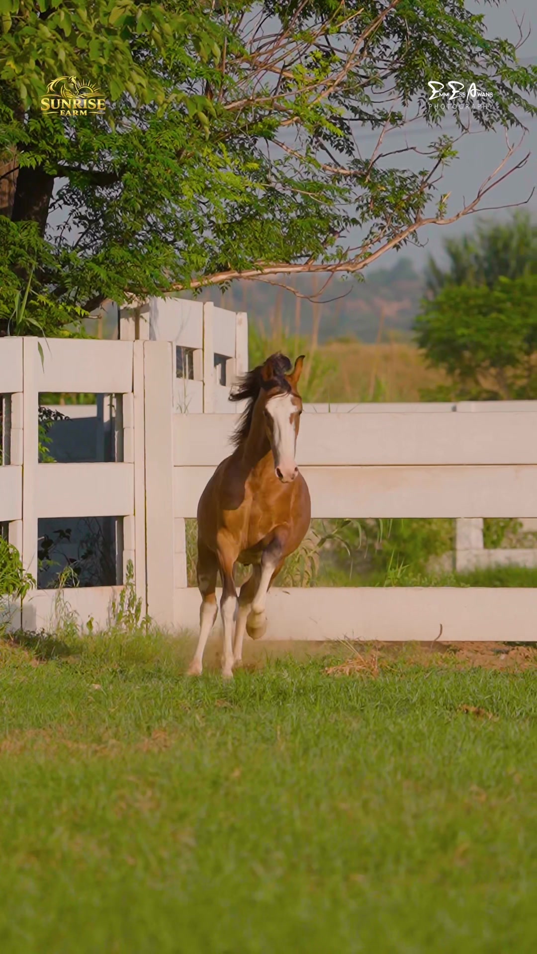 @SUNRISE STUD FARMS RAWALPINDI