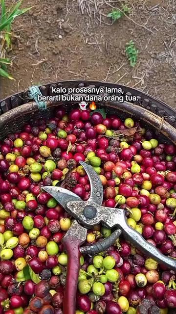 @PetaniMuda