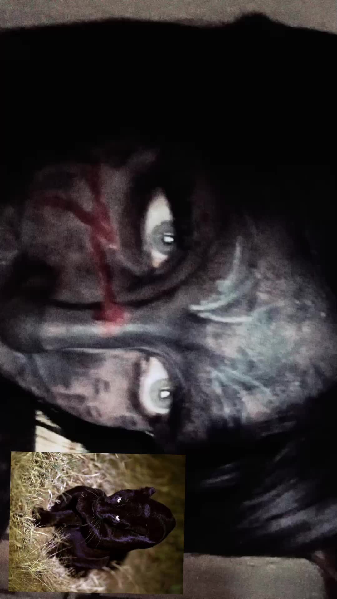 @🦇₊‧꒦꒷꒦ ꒷꒦‧˚.⁺🦇