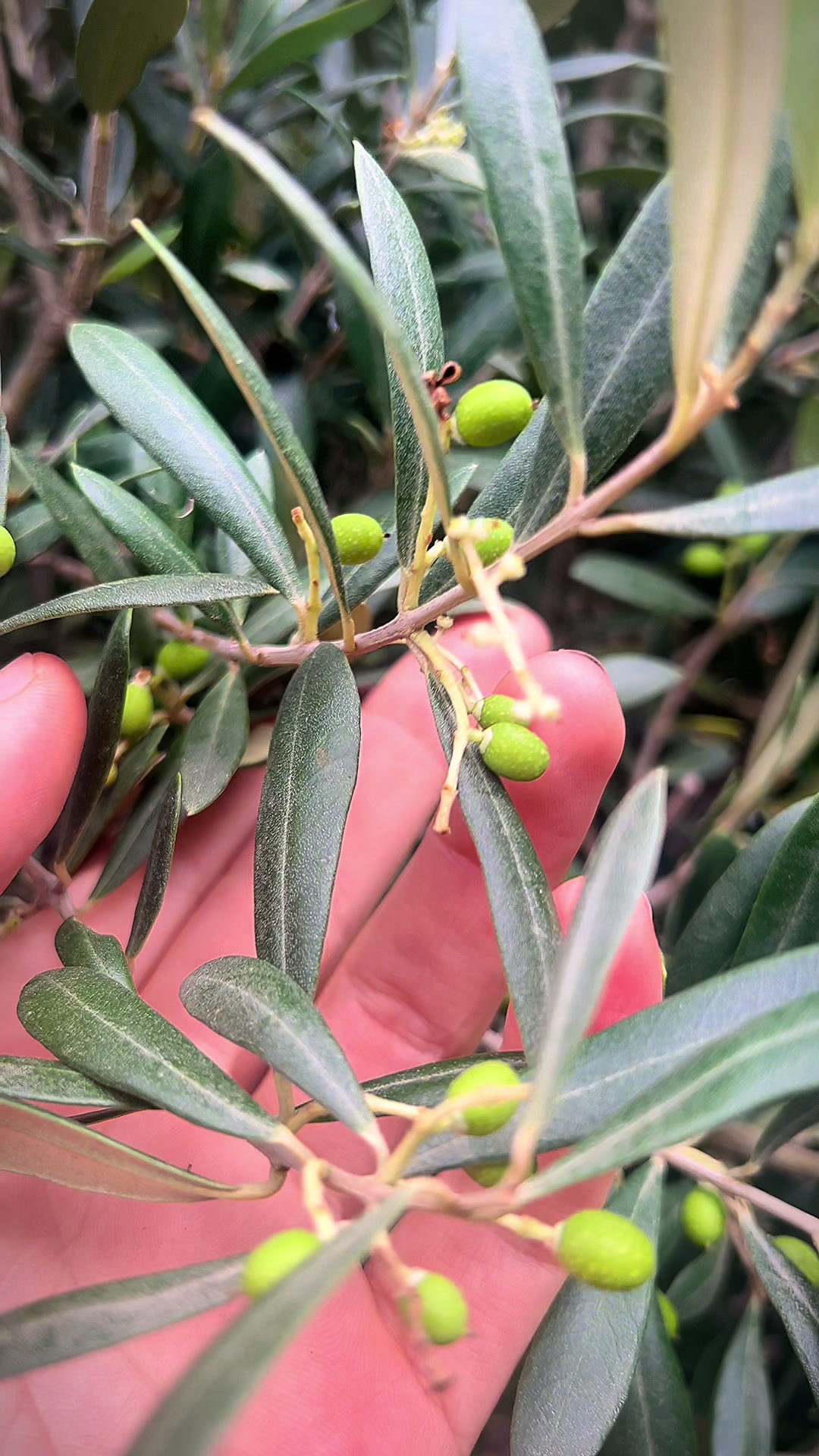 @🌿𝒟𝓇𝓊𝓇𝒾 𝒾 𝒿𝑒𝓉𝑒𝓈🌿