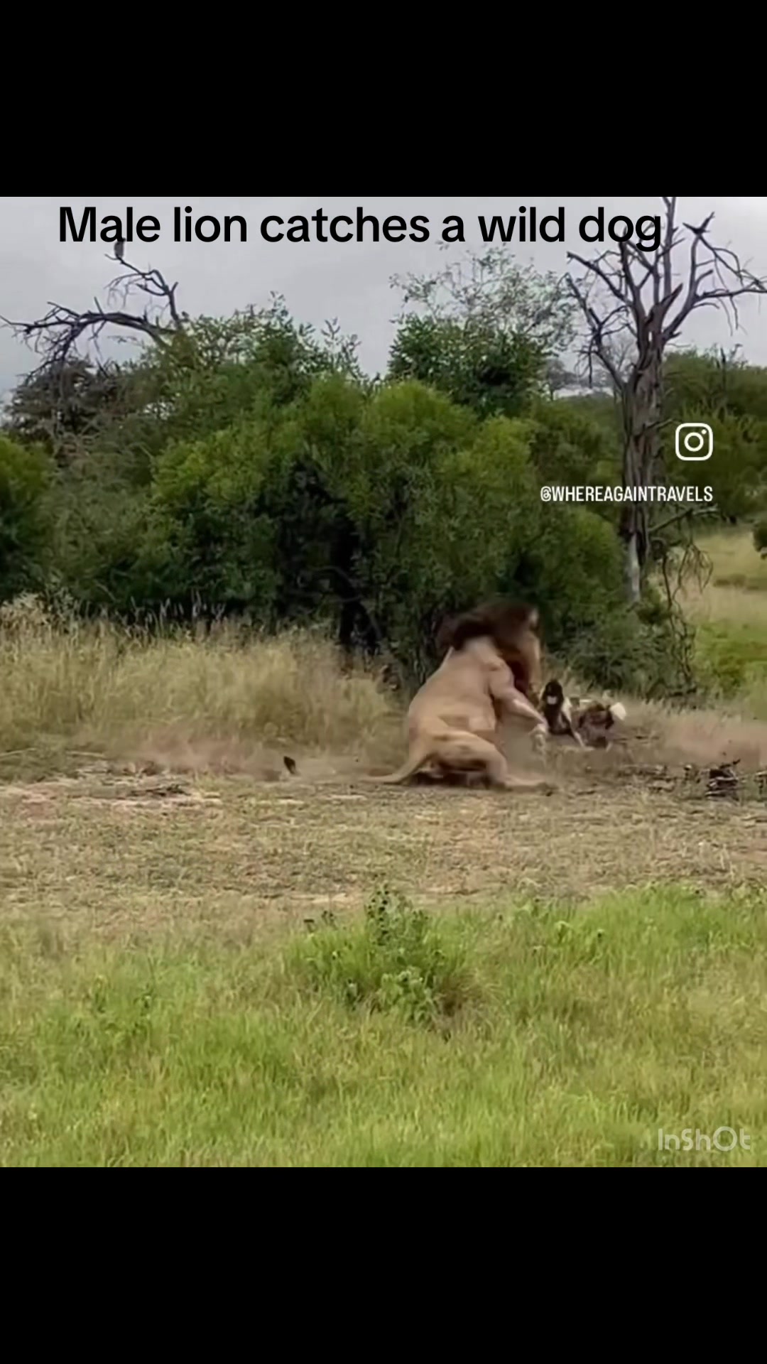 @InTheWildZone