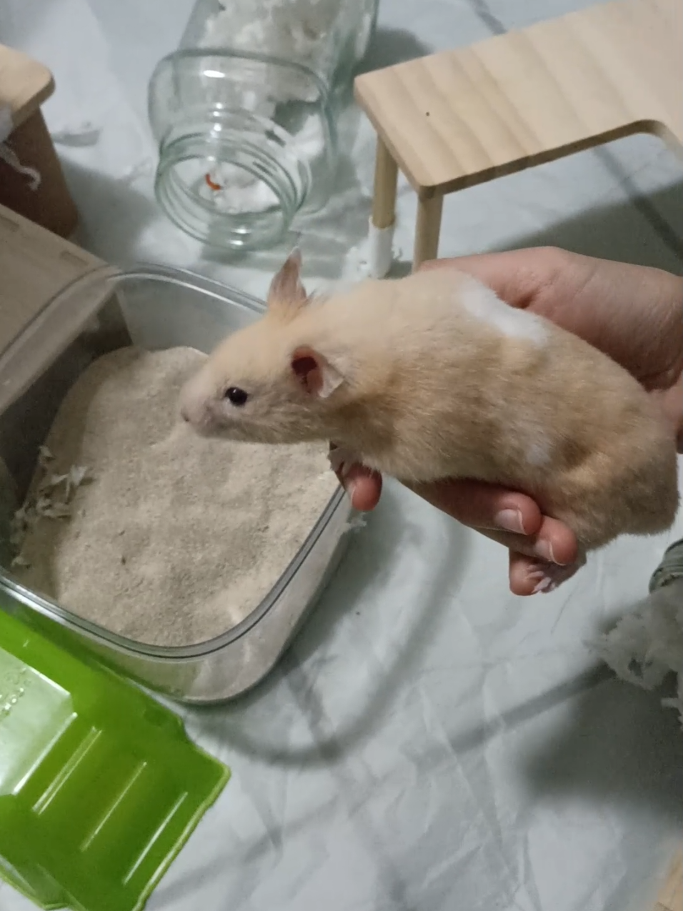 @Diariodeunhamster❤️🐹