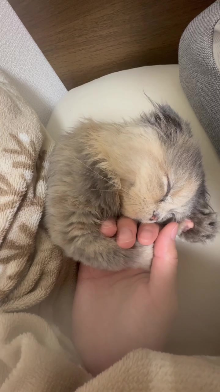 @マイクワゾウスキー