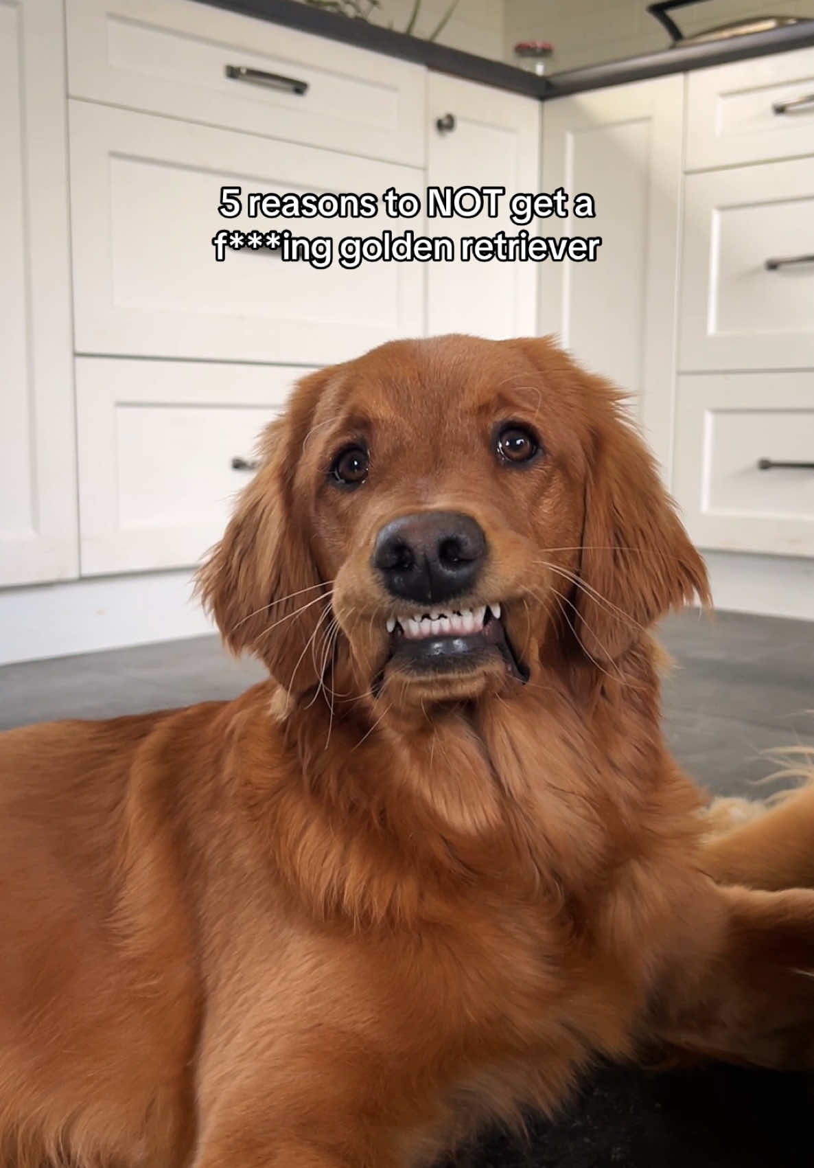 @Pacha and Bucket the Goldens