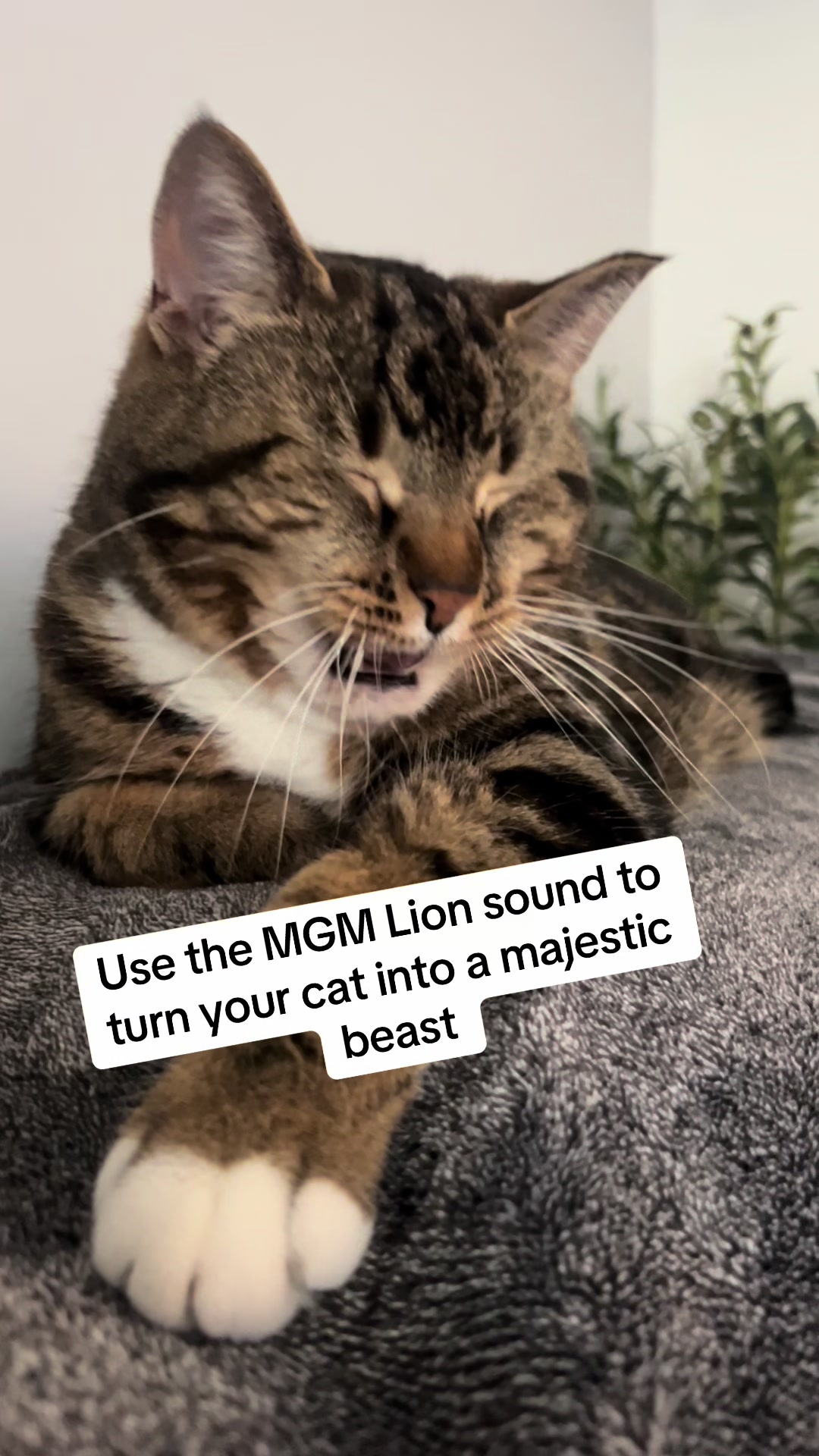 @edmmunster