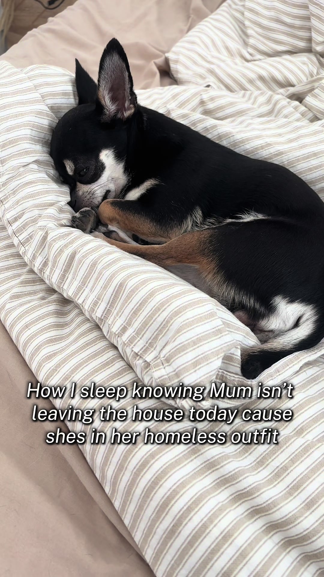 @Coco_bean🐾