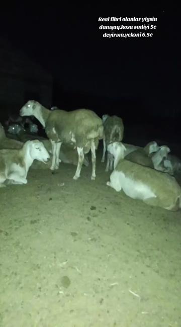 @ELŞAD QULİYEV EYVAZALİLAR