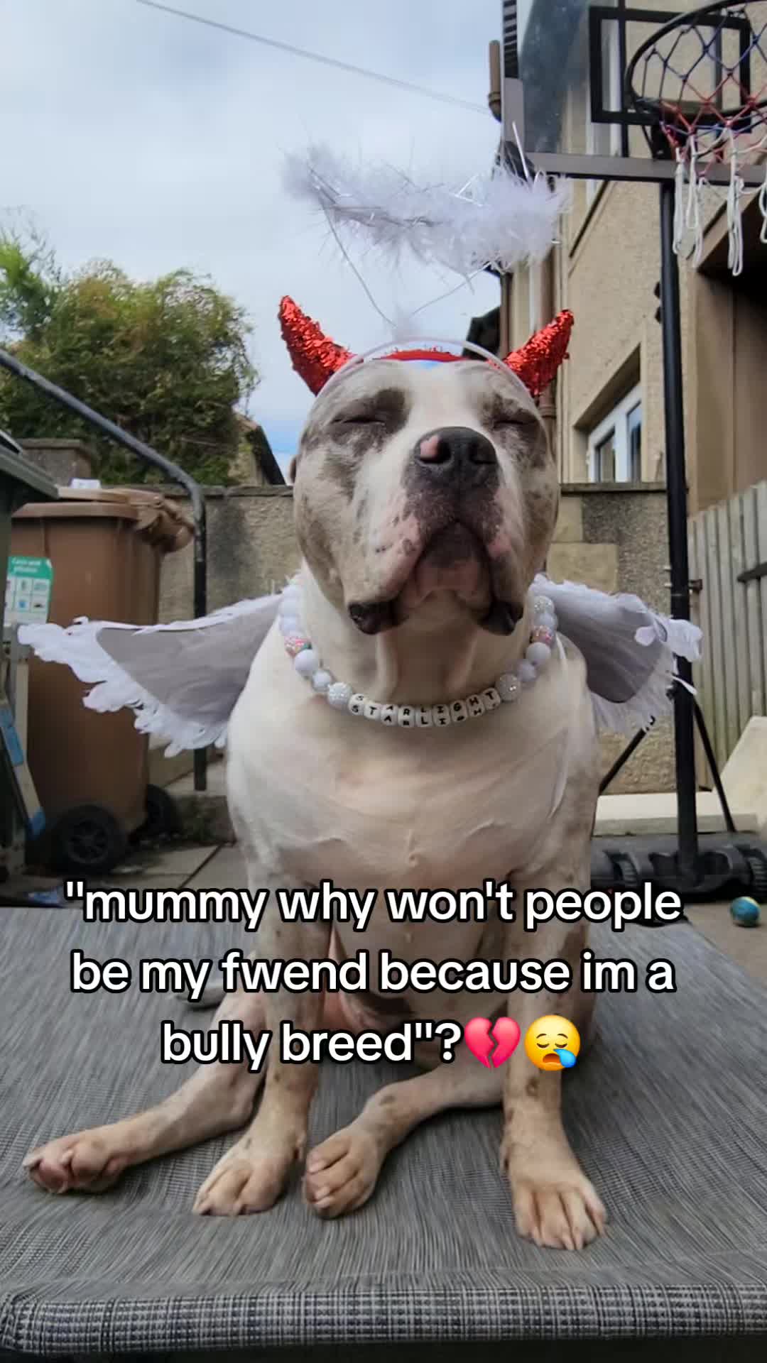 @kirsty+starlight the xl bully