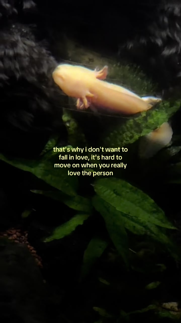 @something i couldn&rsquo;t say
