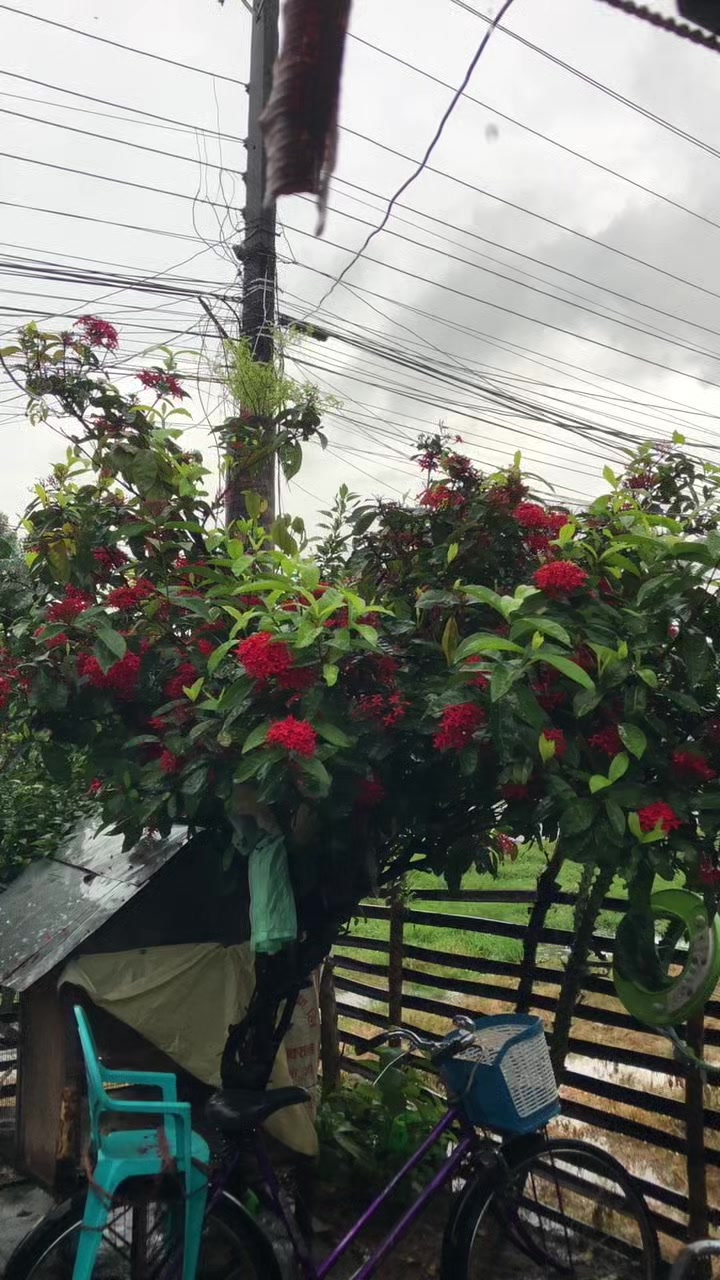 @THULUNGNY