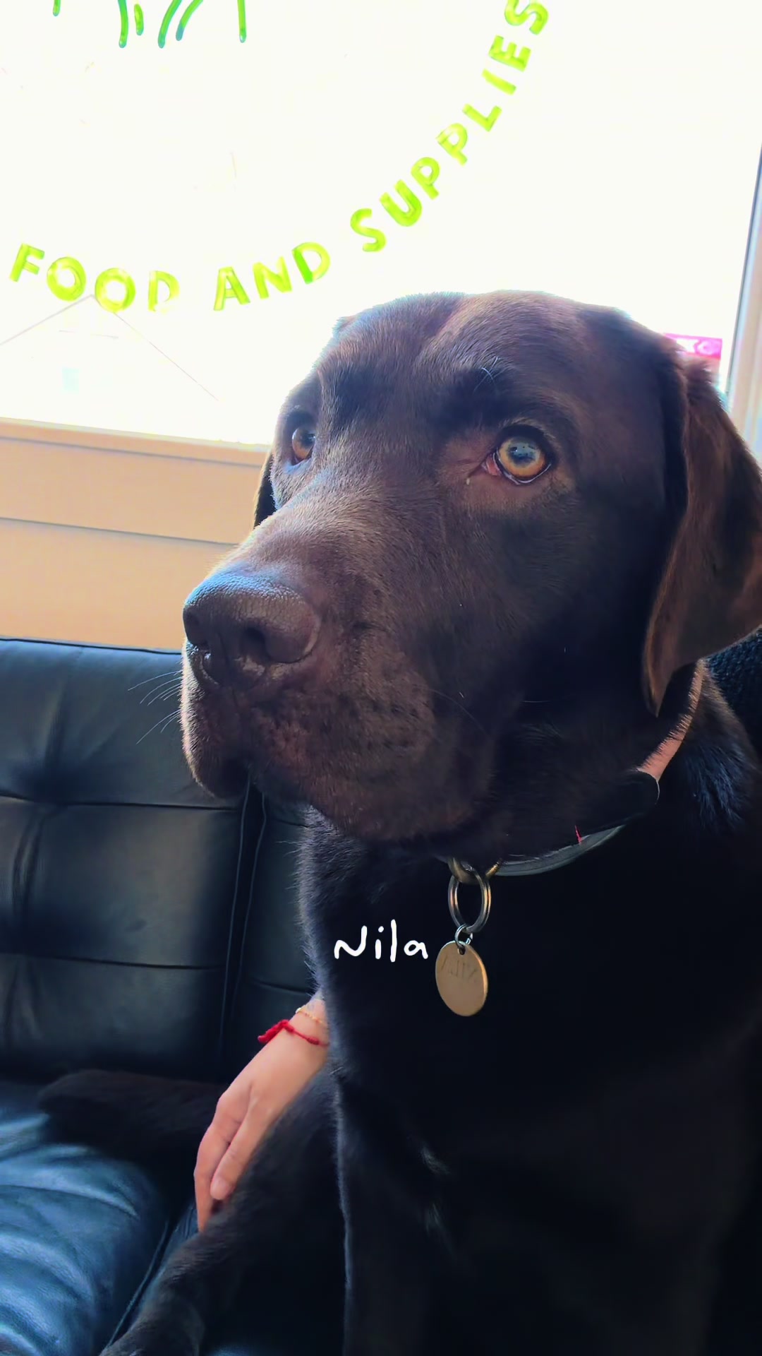 @Squish & Charlie's Dog Daycare