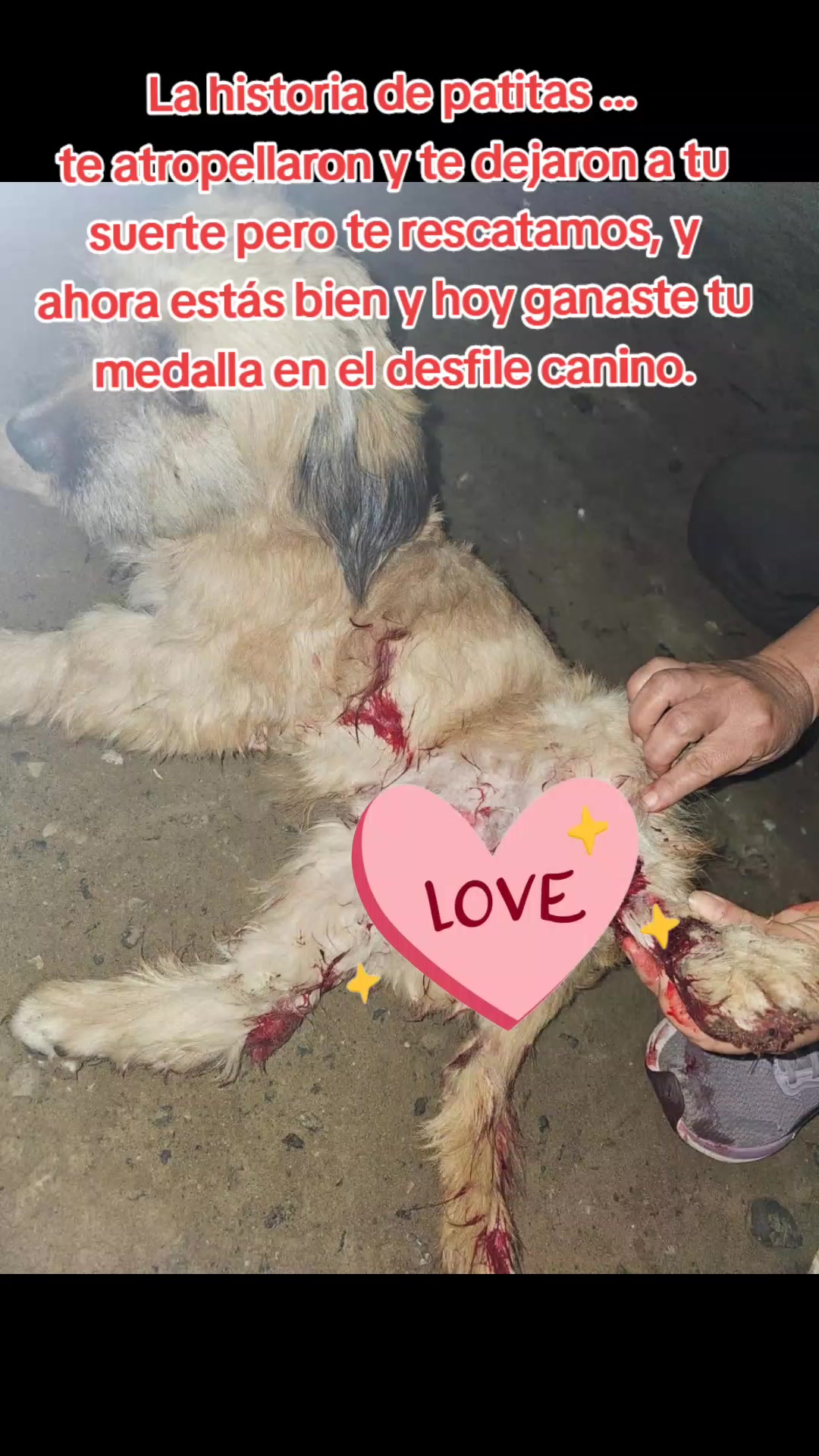@🌷 Sarita y los callejeritos