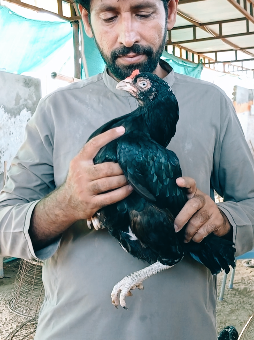 @Sajjad Aseel Farm
