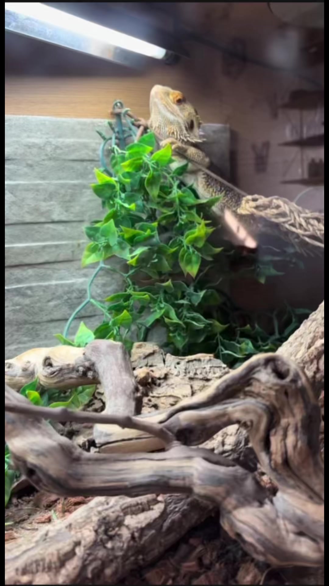 @isaac_edaly🦎
