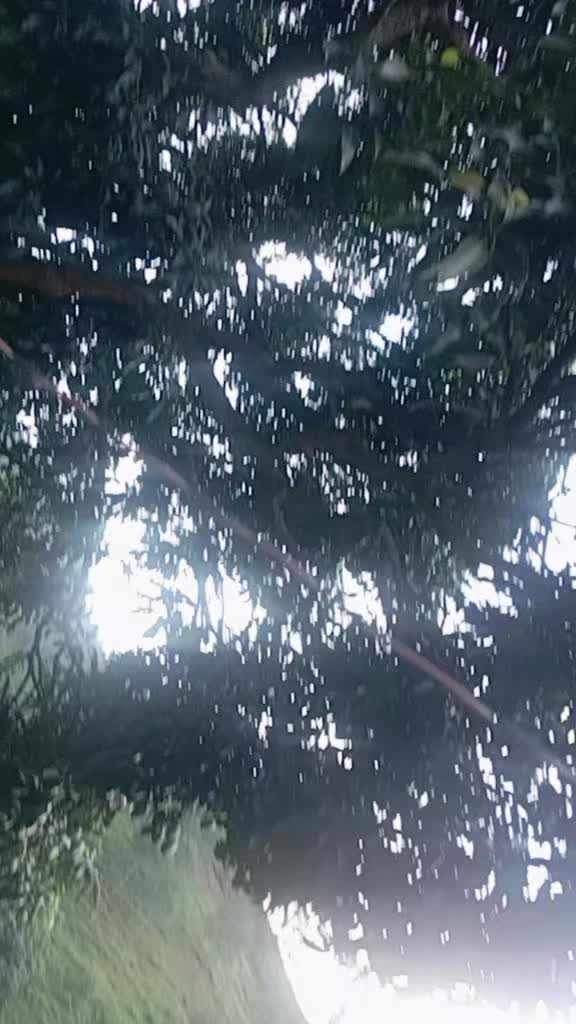 @kamalamahar25