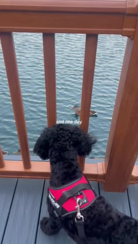 @TobyTykeTok