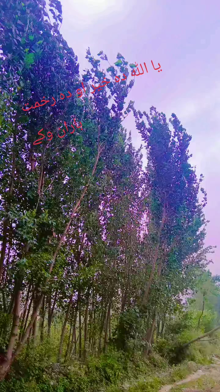 @تخت بھائ والا