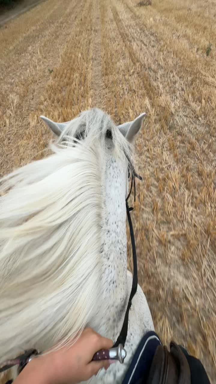 @leann.equest