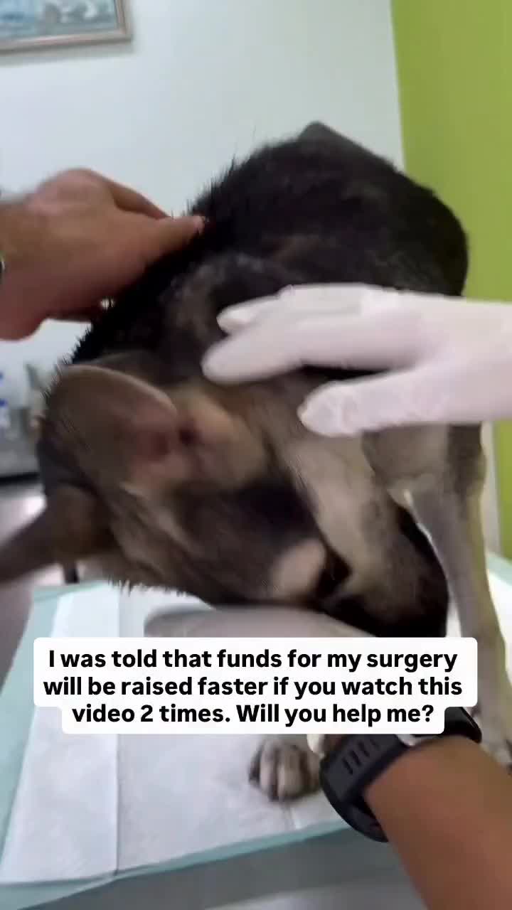 @NewLeashOnLifeRescue