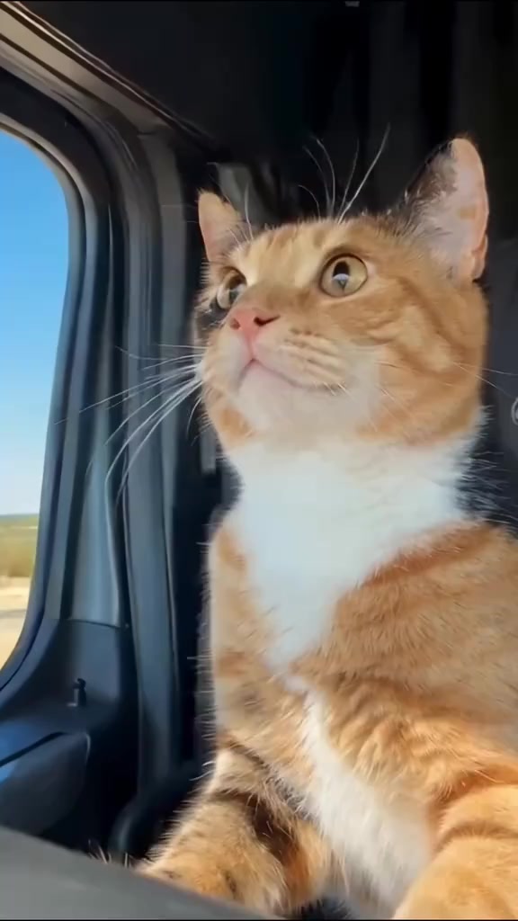 @Random Cat Stuff