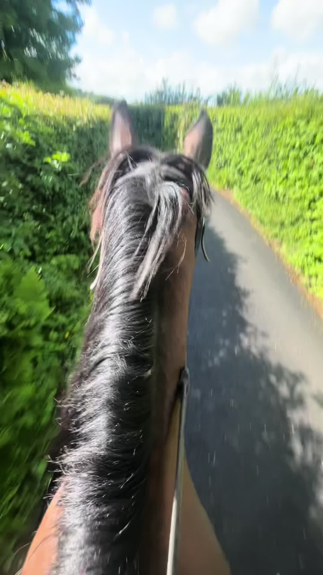 @poppy🐴 🇬🇧