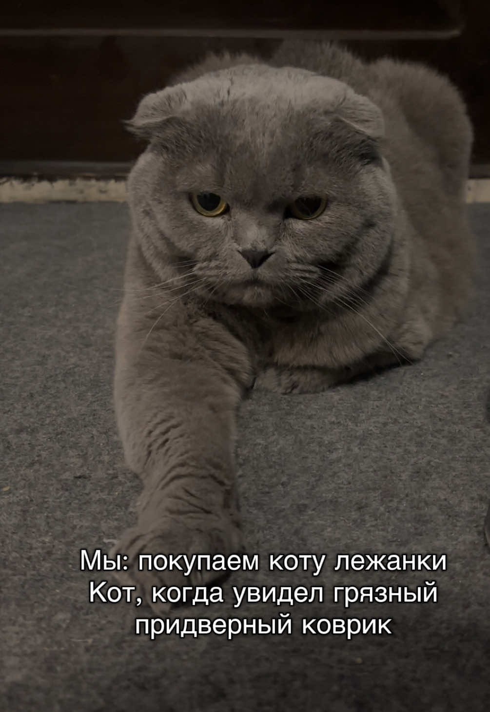 @мистер Цой | вислоухий кот