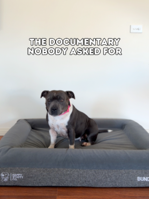 @Happy Staffy Co
