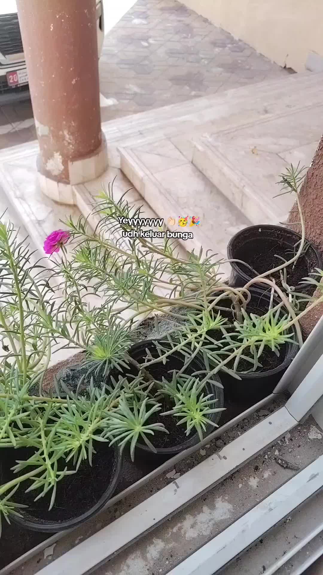 @ManggoGuava