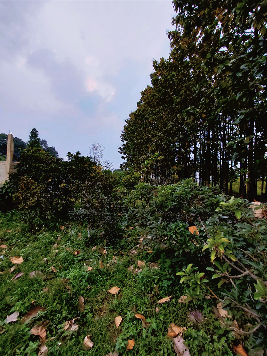 @D.kingfarm