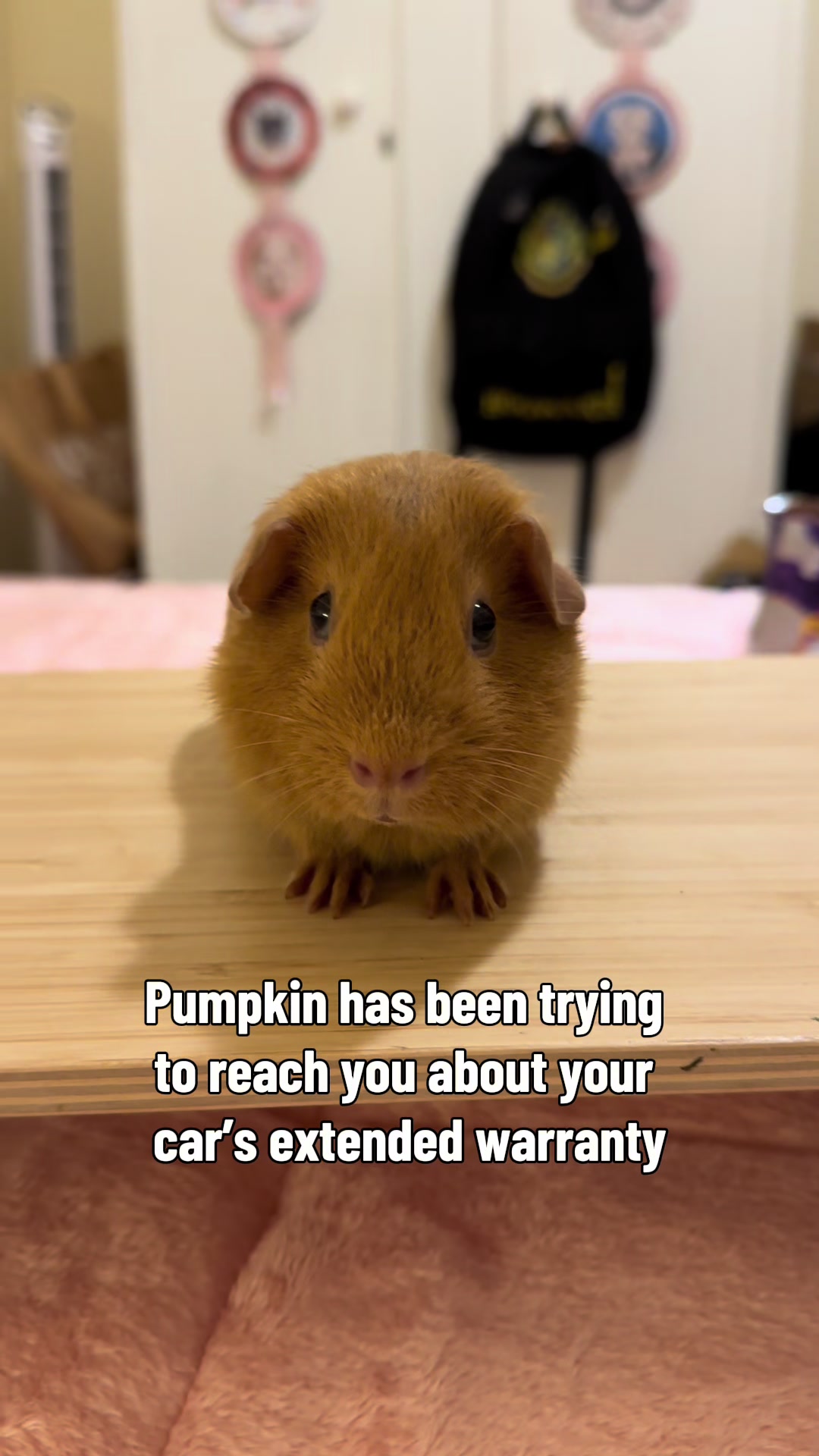 @MimisPiggies25