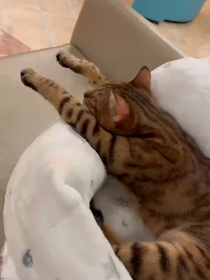@猫カフェぷちまりーおきなわ北谷店