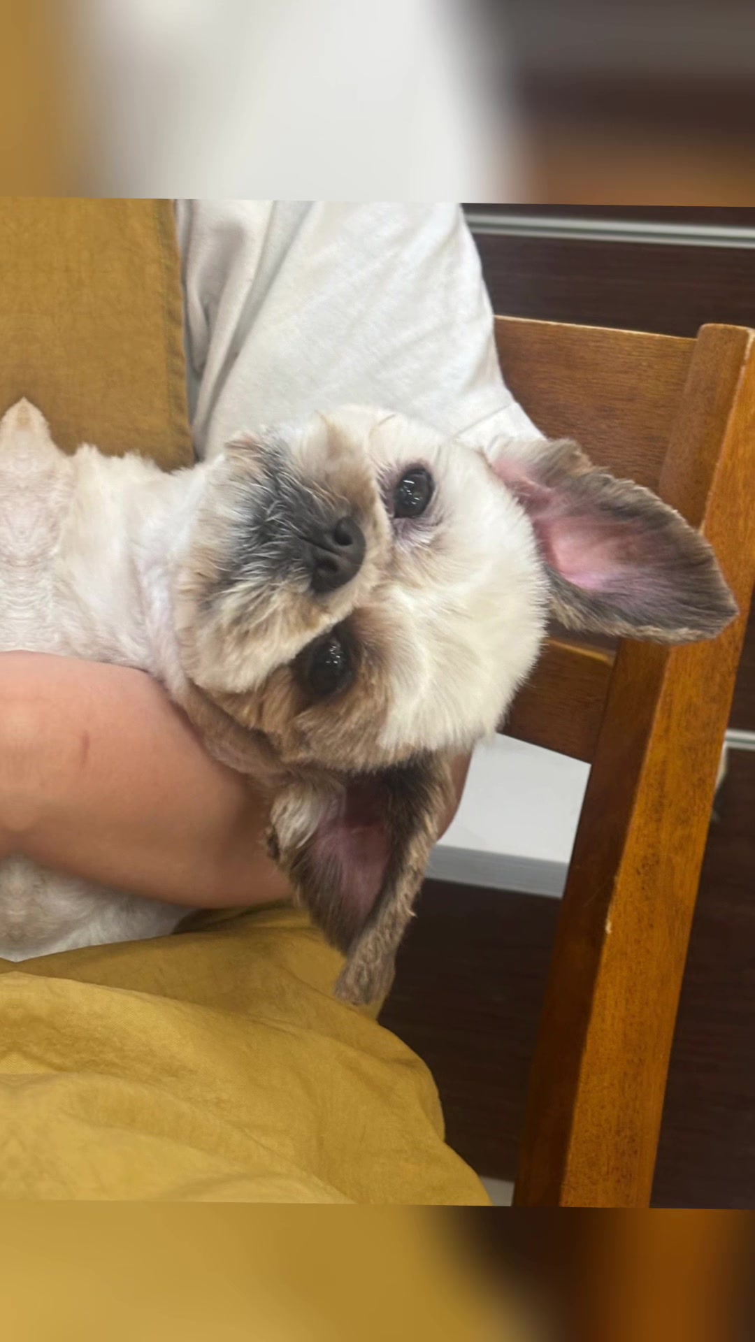@petsalon_connect