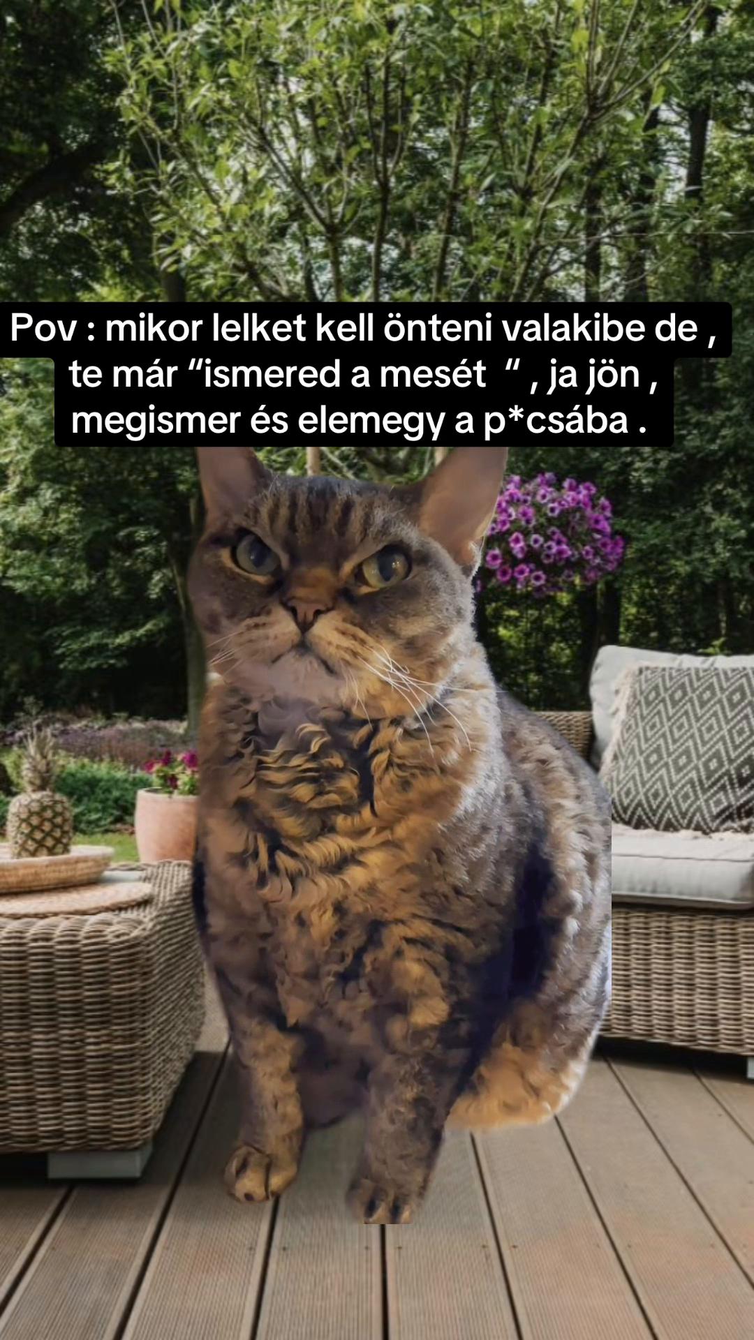 @Nem harap 🅰️ néni 🪷