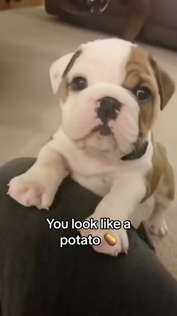 @Stubby The Bulldog