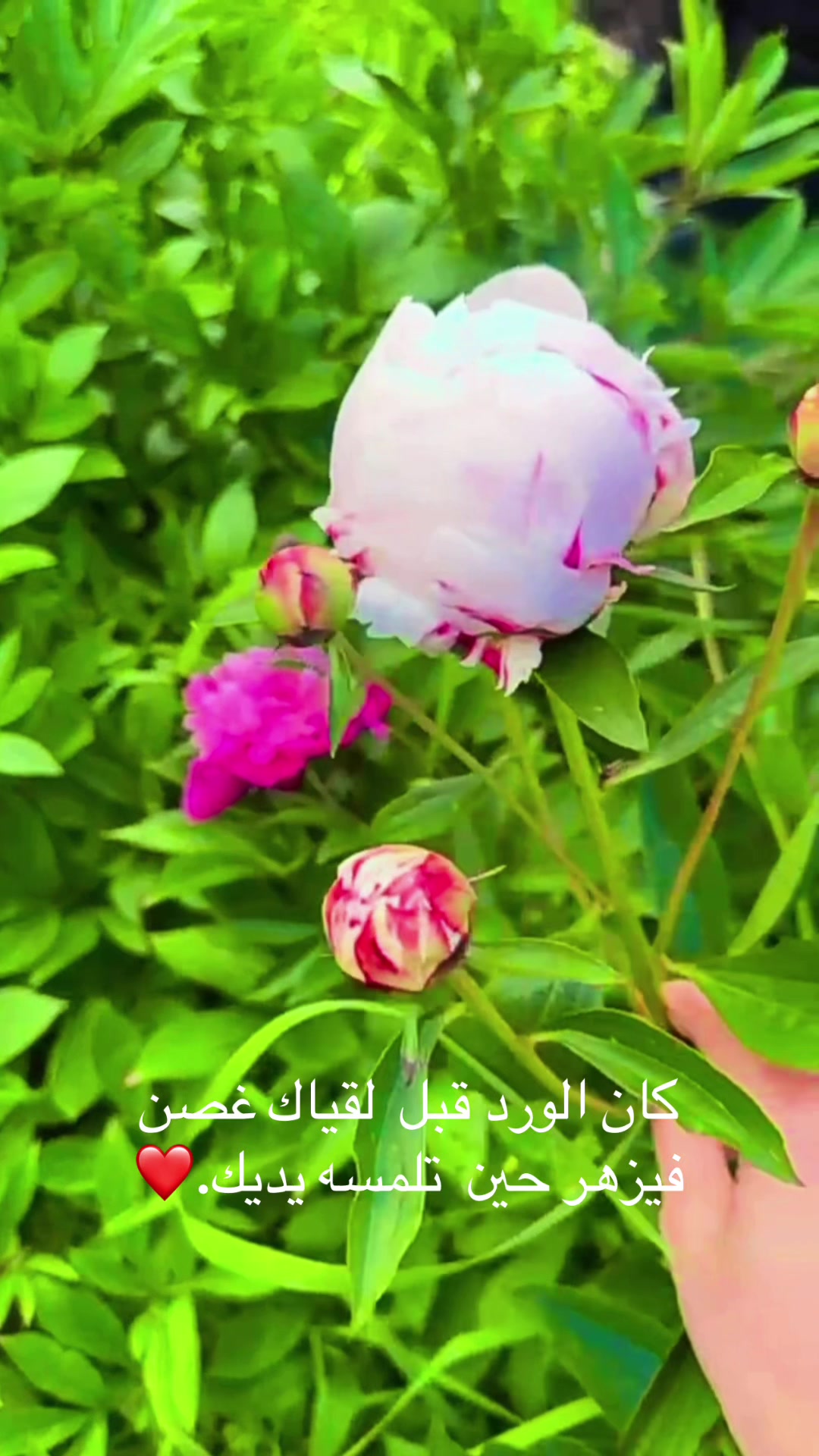 @Roza Issa