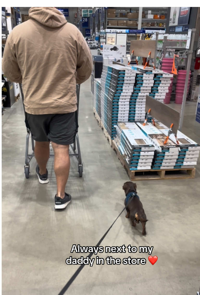 @Willie the Wiener Dog