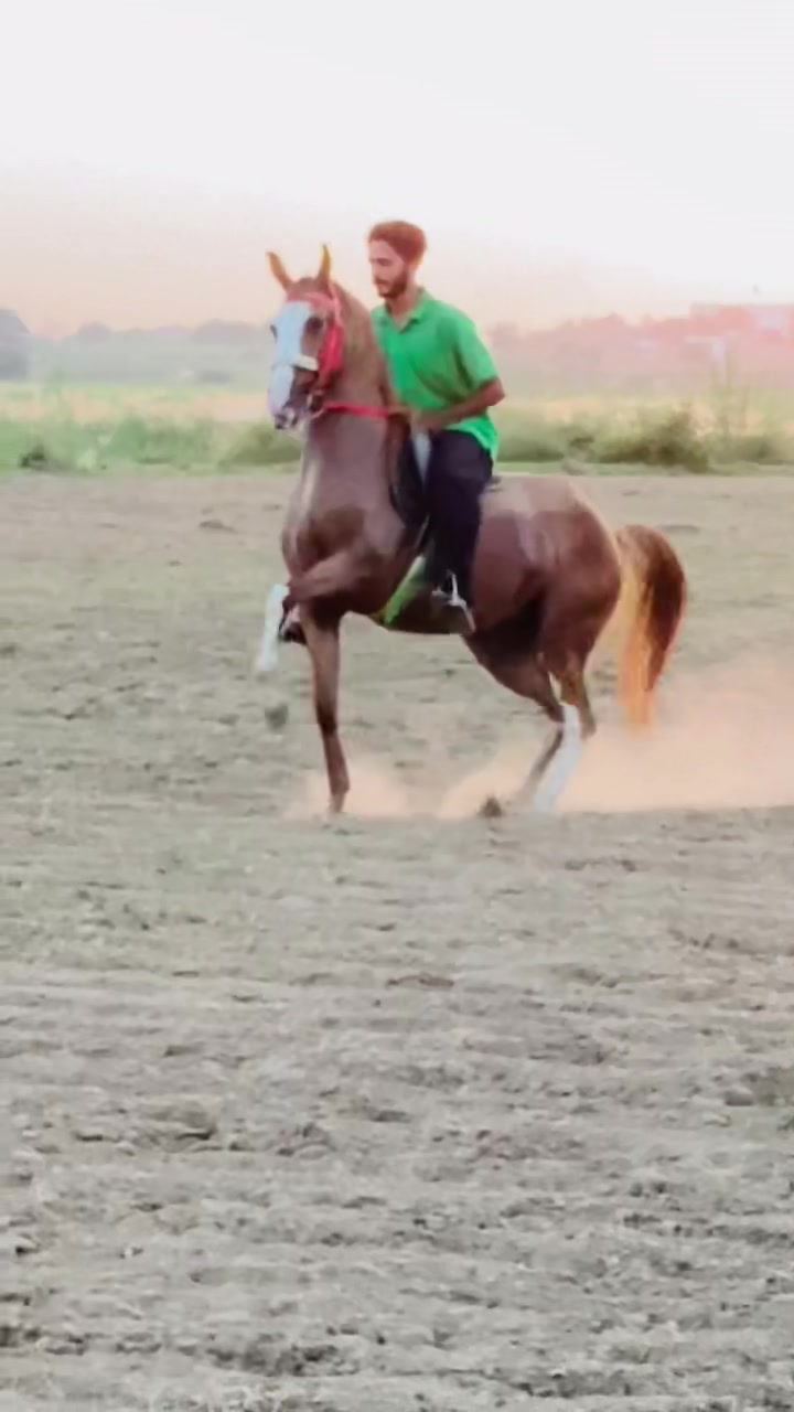 @Ch Hammad bokan ♥️🐎