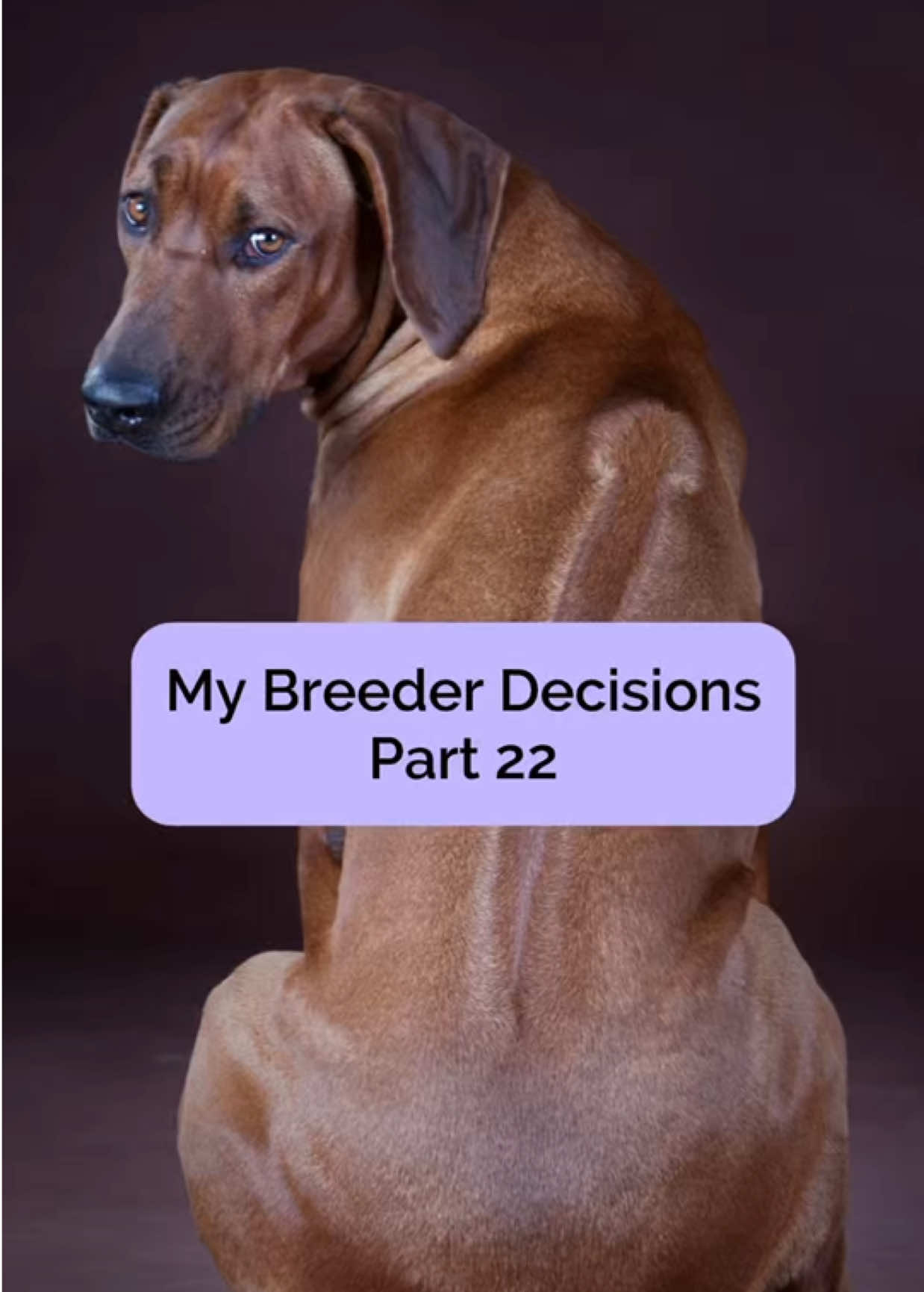 @Tracey | Breeder Mentor