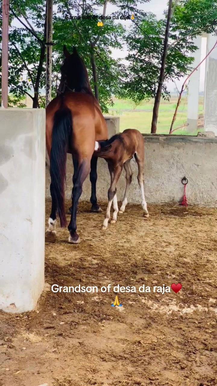 @Ch Hammad bokan ♥️🐎