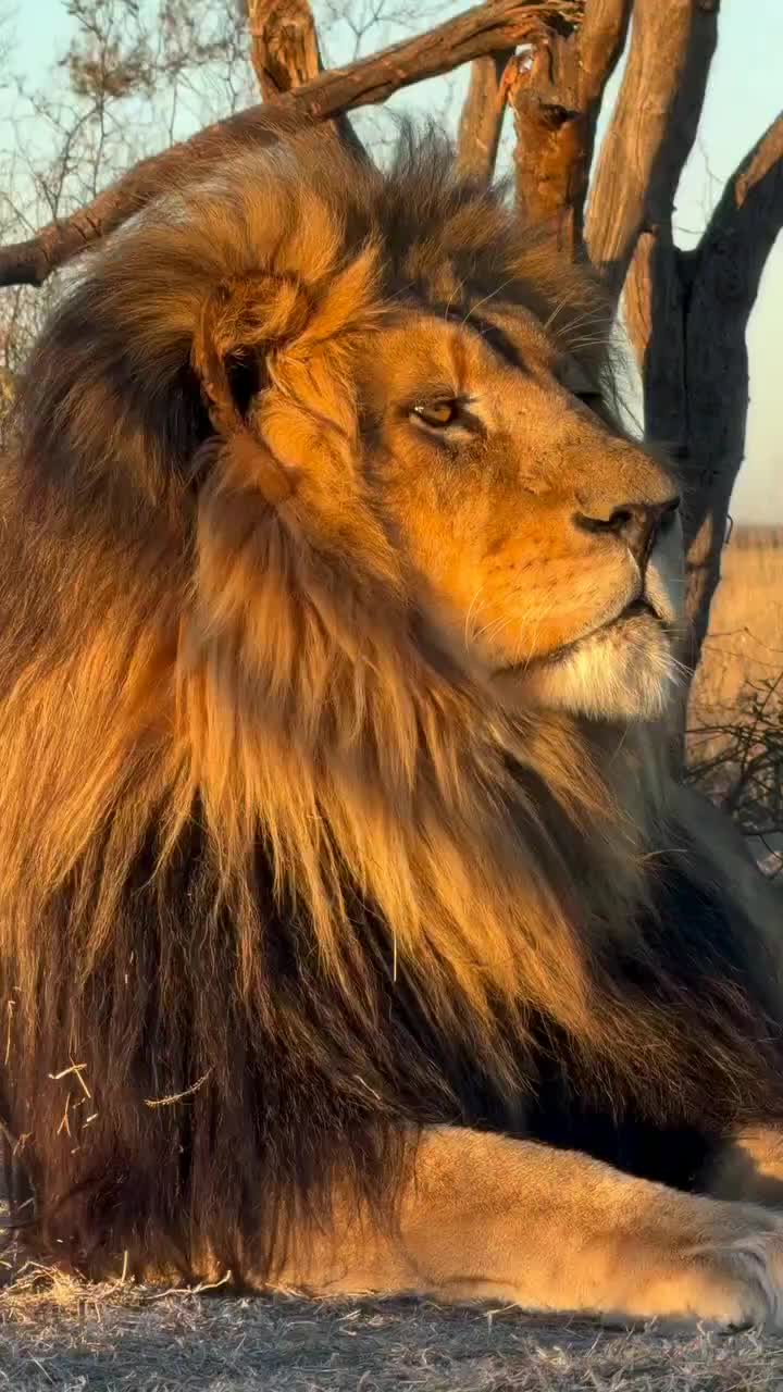 @LION MOTIVATION 🇨🇩🇨🇩🇨🇩