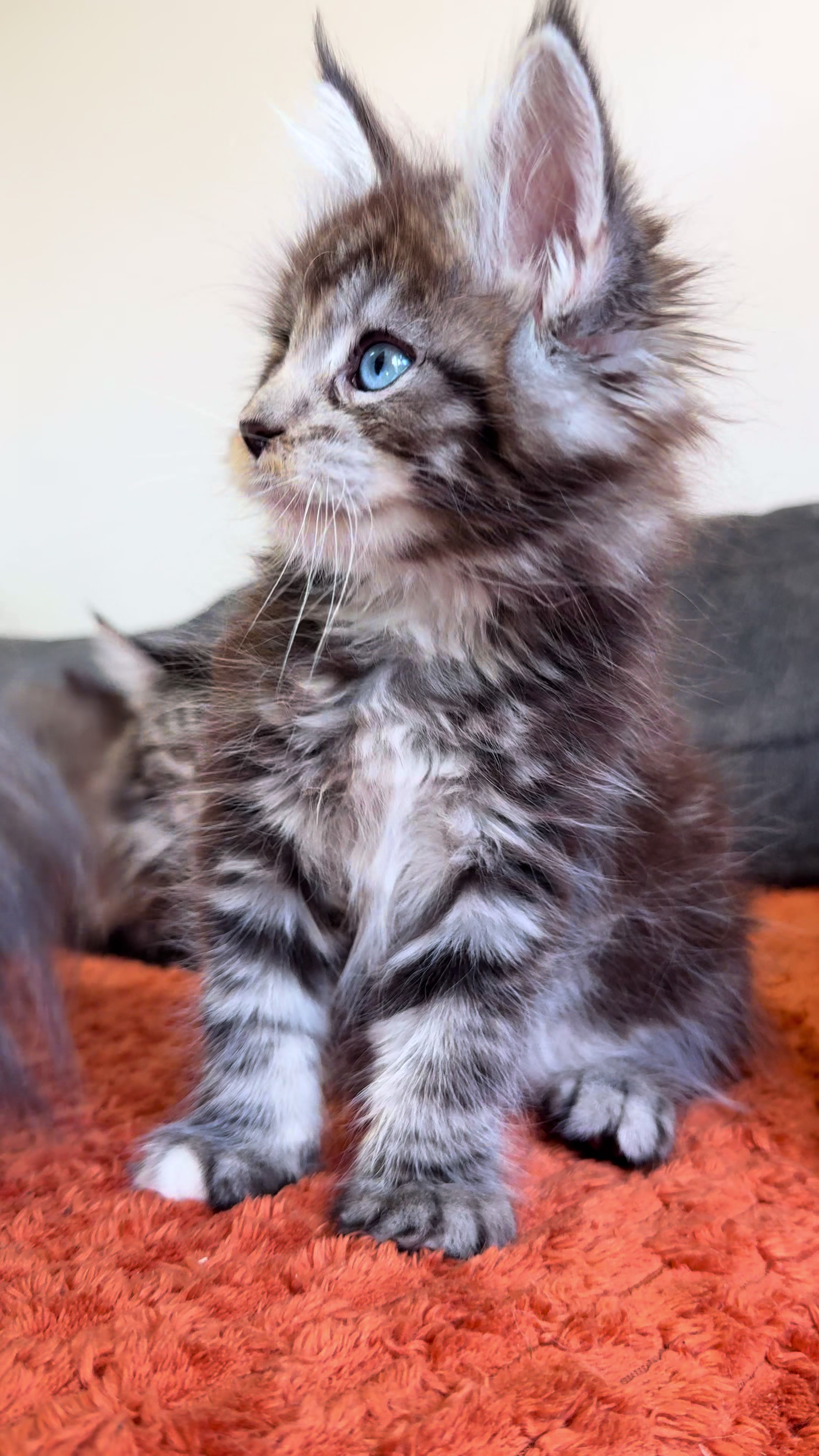 @WilderRegenbogenMaineCoon