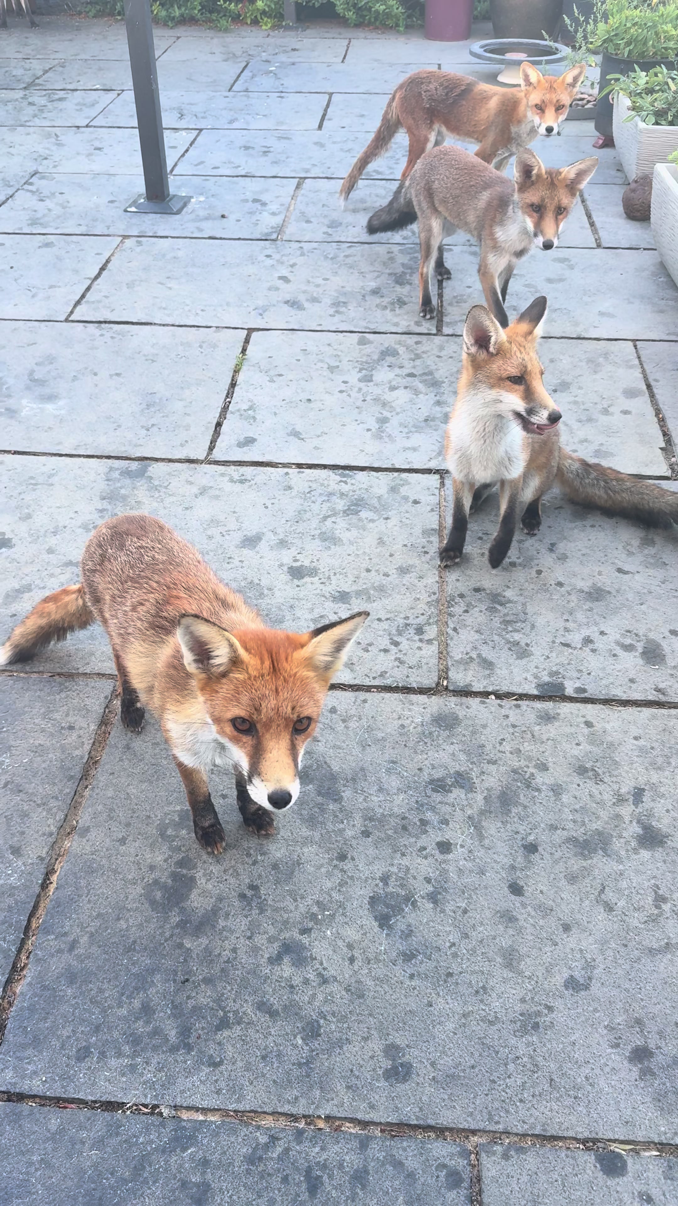 @gp_wildlife